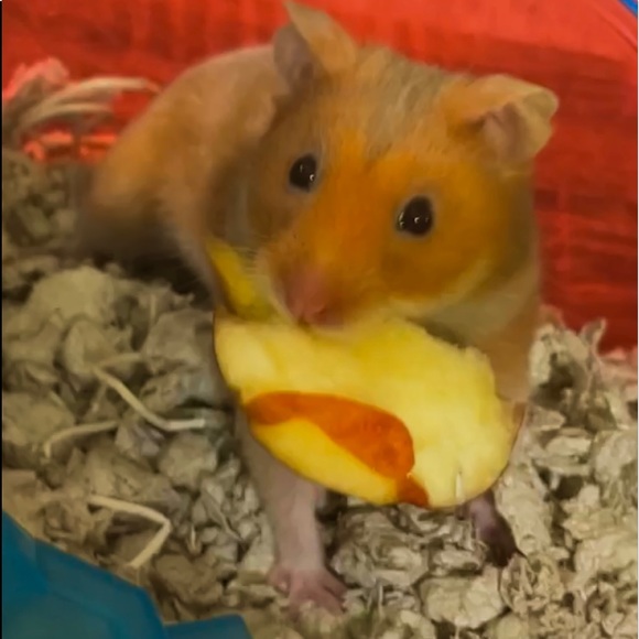 Meet your Posher, Abby - Picture 1 of 1